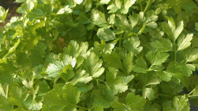 CLOSE-UP, DOF: Lush growing Italian and French parsley in summer herb garden. Aromatic vibrant green leaves of thriving flat leaf and curly leaf parsley. Fresh and organic herbs for seasoning dishes.