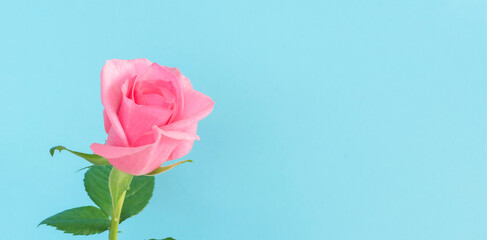 A pink rose and light blue background.  ピンク色のバラと水色の背景