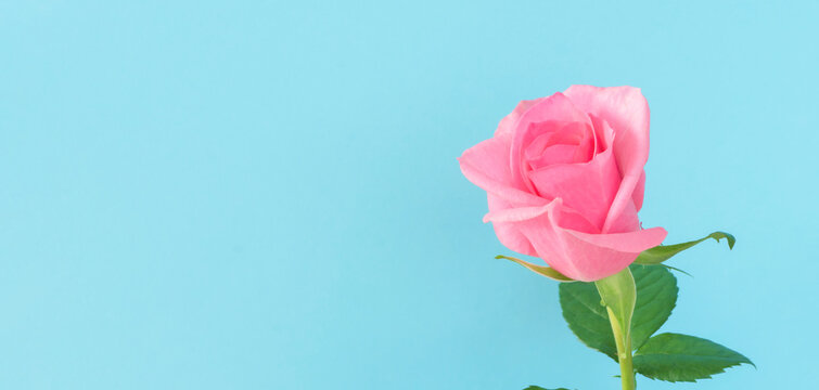 A pink rose and light blue background.  ピンク色のバラと水色の背景