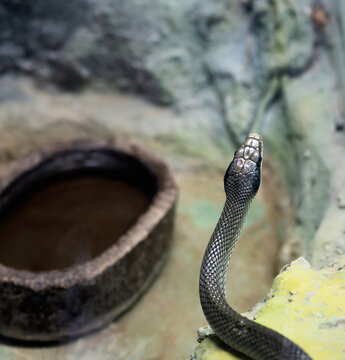 thin tailed climbing skid, snake. Close up