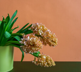 Bouquet of pink-yellow hyacinths on a pink background
