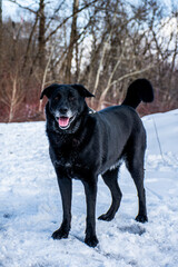 portrait of a dog. A stray dog. A mongrel dog. a dog on a walk in winter. A black dog. black dog with gray hair