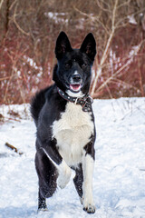 portrait of a dog. A stray dog. A mongrel dog. a dog on a walk in winter. Black Dog