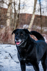 portrait of a dog. A stray dog. A mongrel dog. a dog on a walk in winter. A black dog. black dog with gray hair