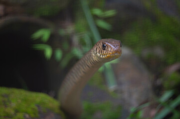 Ptyas mucosa, commonly known as the oriental ratsnake, Indian rat snake, darash or dhaman, is a common non-venomous species of colubrid snake found in parts of South and Southeast Asia