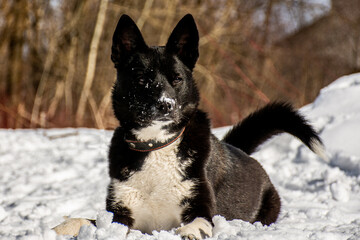 portrait of a dog. A stray dog. A mongrel dog. a dog on a walk in winter. Black Dog