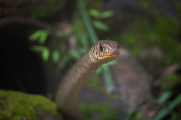 Ptyas mucosa, commonly known as the oriental ratsnake, Indian rat snake, darash or dhaman, is a common non-venomous species of colubrid snake found in parts of South and Southeast Asia