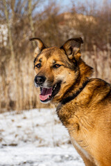portrait of a dog. A stray dog. A mongrel dog. dog on a walk in winter
