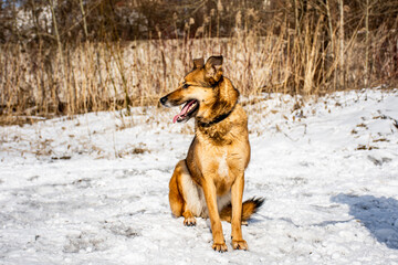 portrait of a dog. A stray dog. A mongrel dog. dog on a walk in winter
