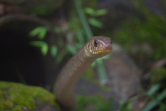 Ptyas mucosa, commonly known as the oriental ratsnake, Indian rat snake, darash or dhaman, is a common non-venomous species of colubrid snake found in parts of South and Southeast Asia