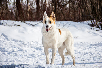 portrait of a dog. A stray dog. A mongrel dog. dog on a walk in winter