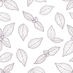 Basil seamless pattern. Hand drawn natural herb Basil illustration. Organic product sketch. Herbal Ingredient vector illustration