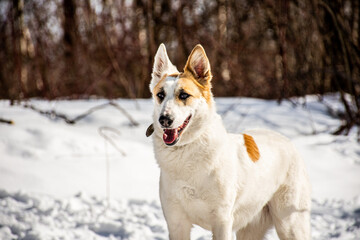 portrait of a dog. A stray dog. A mongrel dog. dog on a walk in winter