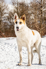 portrait of a dog. A stray dog. A mongrel dog. dog on a walk in winter
