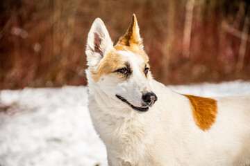 portrait of a dog. A stray dog. A mongrel dog. dog on a walk in winter