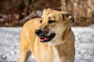 portrait of a dog. A stray dog. A mongrel dog. dog on a walk in winter