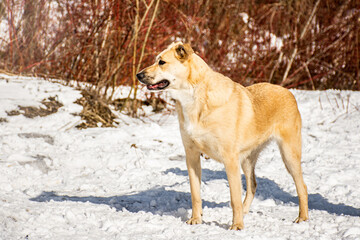 portrait of a dog. A stray dog. A mongrel dog. dog on a walk in winter