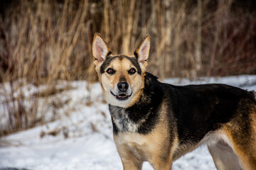 portrait of a dog. A stray dog. A mongrel dog. dog on a walk in winter