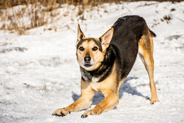 Fototapeta na wymiar portrait of a dog. A stray dog. A mongrel dog. dog on a walk in winter