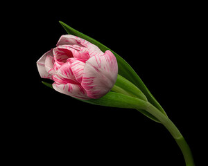 Pink-white tulip with green stem and leaves isolated on black background. Studio close-up shot.