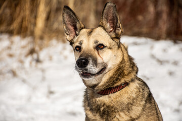 portrait of a dog. A stray dog. A mongrel dog. dog on a walk in winter