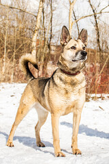 portrait of a dog. A stray dog. A mongrel dog. dog on a walk in winter