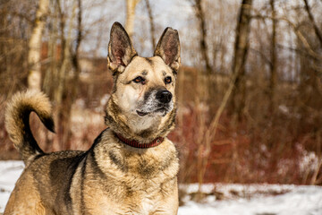 portrait of a dog. A stray dog. A mongrel dog. dog on a walk in winter