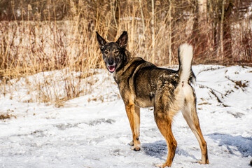 portrait of a dog. A stray dog. A mongrel dog. dog on a walk in winter