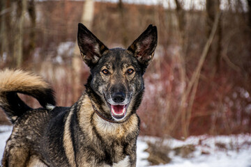 portrait of a dog. A stray dog. A mongrel dog. dog on a walk in winter