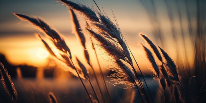 Reed grass in soft selective focus at sunset. Stock image of a melancholy, natural scene. Generative AI