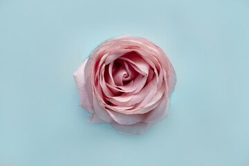 Fototapeta na wymiar pink rose close up, blue background 