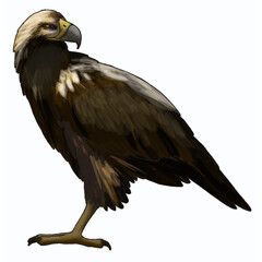 eagle illustration side view isolated