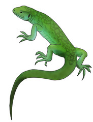 Naklejka premium lizard illusrtration side view isolated