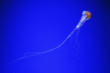 macro photography underwater northern sea nettle or brown jellyfish jellyfish