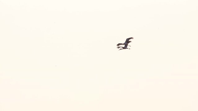 Birds storks in the sky, backlight silhouettes. Graceful wing flap. Indian Stork - Anastomus oscitans