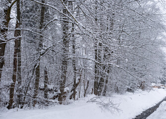 Snowy forest along the road in a tourist spot - Poland