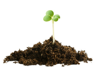 young seedling in a pile of soil on a white isolated background