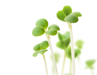 young sprouts on a white isolated background