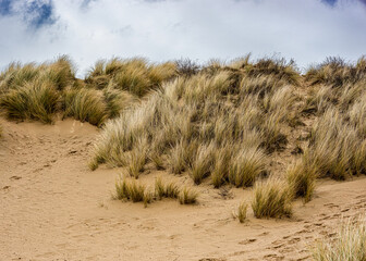 dunes in the sand