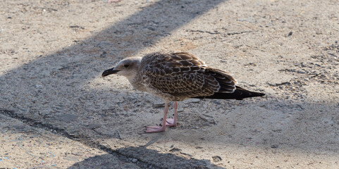 European herring gull (Larus argentatus). A young waterfowl on the sand by the sea. The chick.