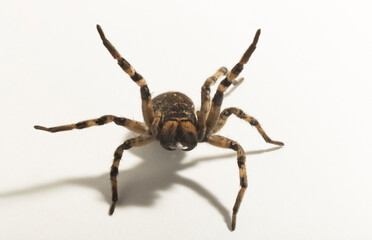 Lycosa is a genus of wolf spiders. (Lycosa singoriensis).