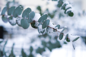 雪がついているユーカリの葉