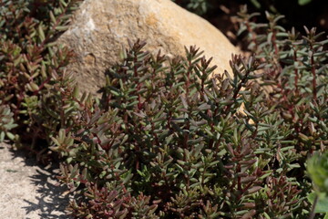 Sedum on the background of stones in summer