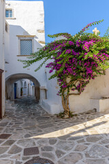 Fototapeta na wymiar Traditional Cycladitic alley with a narrow street, whitewashed houses and a blooming bougainvillea in Parikia, Paros island, Greece.