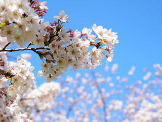 満開の桜, Cherry blossoms