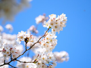 満開の桜, Cherry blossoms