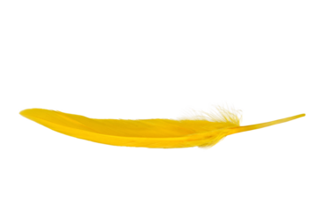 Yellow feather isolated on a transparent background.