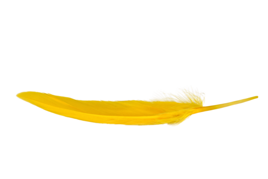 Yellow feather isolated on a transparent background.