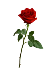 Poster Dark red rose with green leaves isolated on white background © alesikka