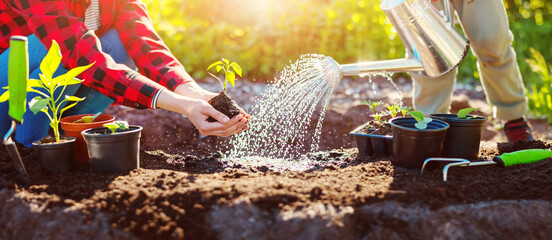 Mother and her child seedling young sprouts in their garden.